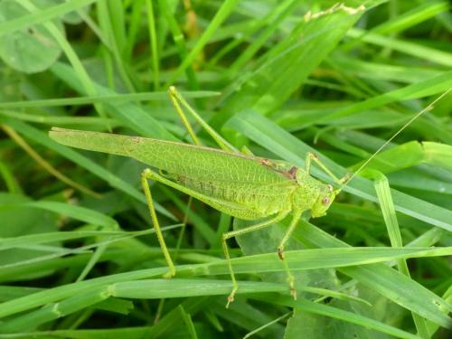 Phaneroptera nana